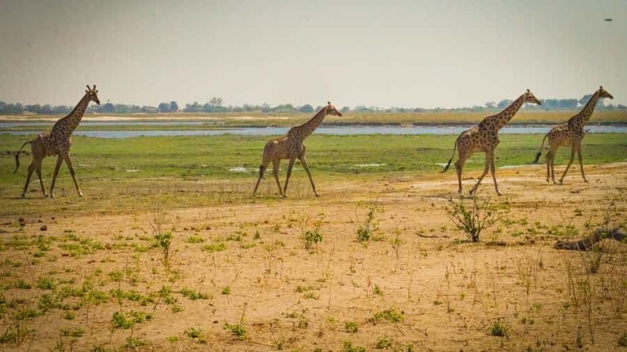 From Victoria Falls: Full Chobe Day trip to Chobe, Botswana - The Chobe River Cruise: Where the Animals Come Closer