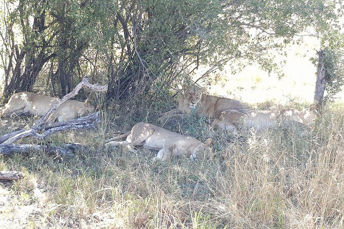 From Victoria Falls: Hwange National Park Day Safari - 5:00am Departure From Victoria Falls: Why the early start matters