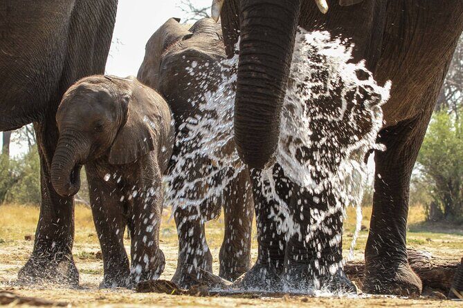 From Victoria Falls: Hwange National Park Day Safari - The Watering-Hole Strategy: Watching animals at their daily routines