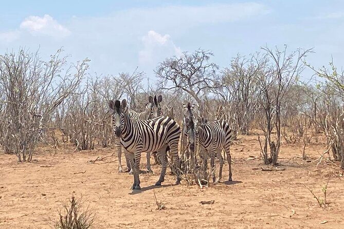 From Victoria Falls: Hwange National Park Day Safari - Wildlife You Might Actually See: Big game and the smaller moments