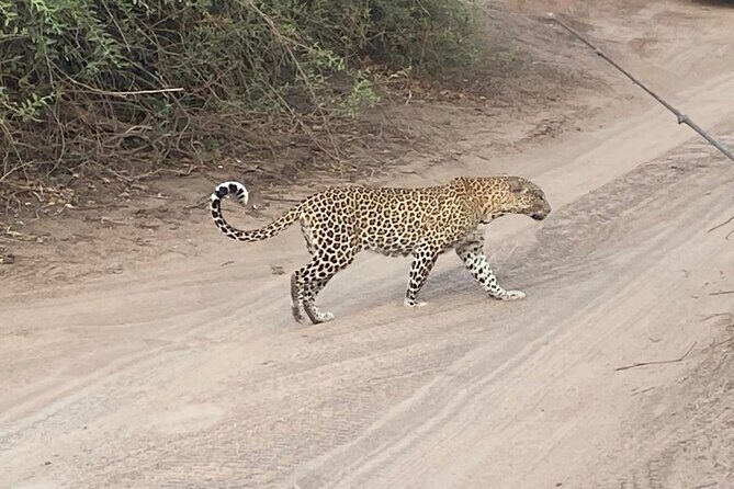 From Victoria Falls: Hwange National Park Day Safari - The Guide Makes the Difference: Ashley’s spotting eye and animal behavior talk