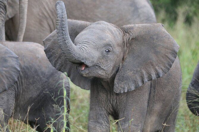 From Victoria Falls: Hwange National Park Day Safari - How to Pack and What to Expect on a Full Day Out