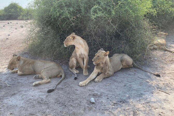 From Victoria Falls: Hwange National Park Day Safari - Entering Hwange for Two Game Drives: Bush and water, back-to-back