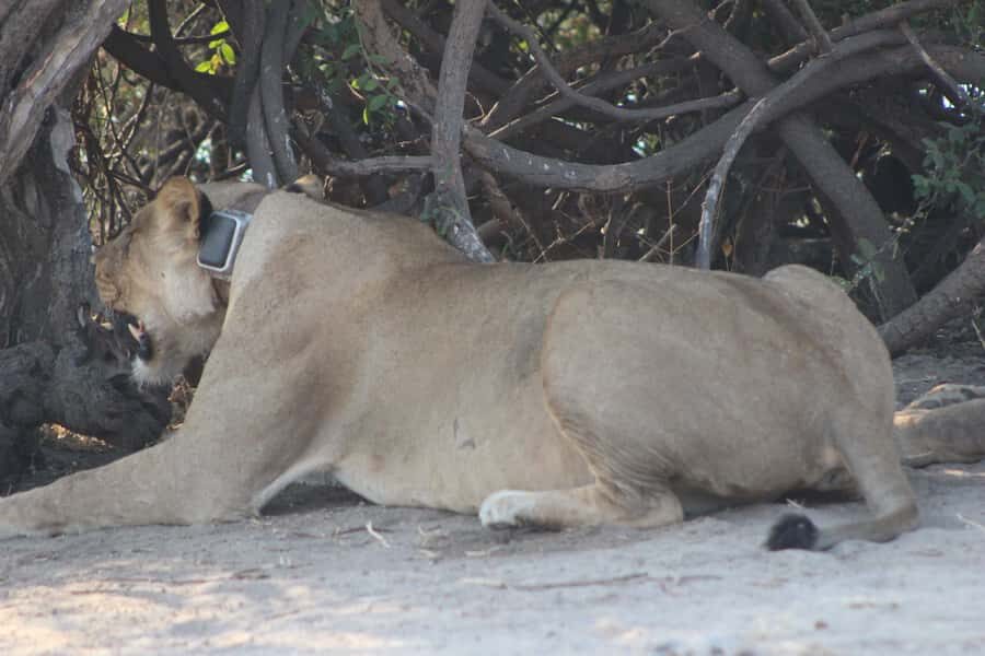 From Victoria Falls: Sunrise to Sunset Chobe Safari - Sunrise to Sunset Chobe Safari: what the timing really delivers