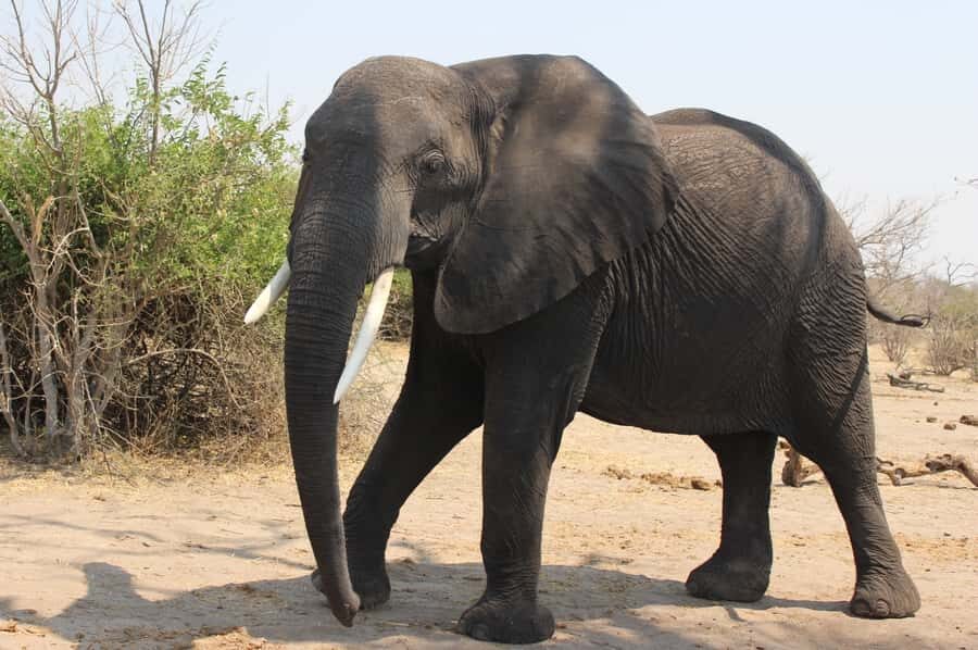 From Victoria Falls: Sunrise to Sunset Chobe Safari - The early drive through Zambezi National Park: why it’s not just scenic
