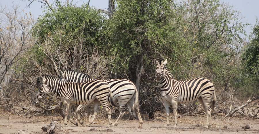 From Victoria Falls: Sunrise to Sunset Chobe Safari - Chobe National Park morning safari drive: elephants, big cats, and ecosystem variety