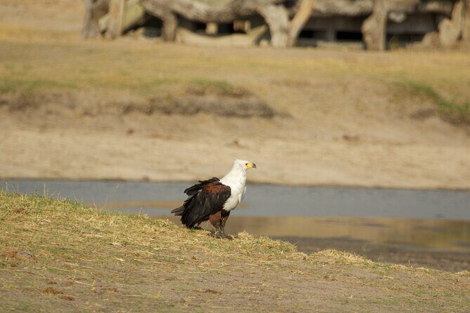 Full Day Birding Zambezi National Park Includes Picnic Lunch - The Best Part: Birding at Daybreak by the Zambezi