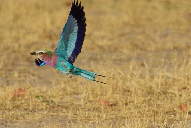 Full Day Birding Zambezi National Park Includes Picnic Lunch - Lunch in the Bush: Picnic Time With Wildlife Chances