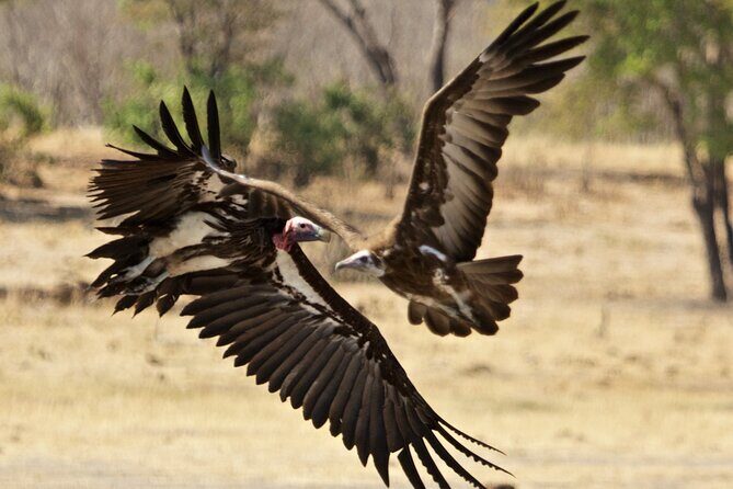 Full Day Birding Zambezi National Park Includes Picnic Lunch - Who Should Book This Birding Safari