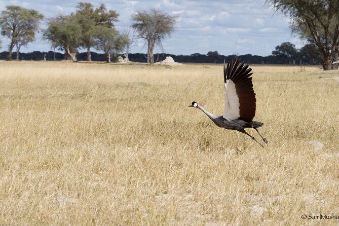 Full Day Birding Zambezi National Park Includes Picnic Lunch - Inside Zambezi National Park: From River Edges to High Flyers