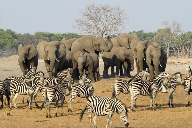Full Day Chobe National Park Big 5 Safari - Key Things That Make This Chobe Safari Worth Your Time