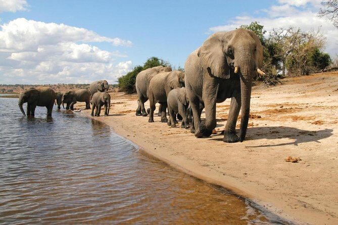 Full Day Chobe National Park Big 5 Safari - Lunch and Timing: The Hidden Value of a Structured 9–10 Hour Day