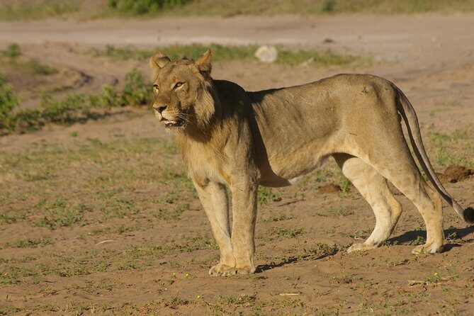 Full Day Chobe National Park Big 5 Safari - Weather, Fitness, and When to Expect Changes