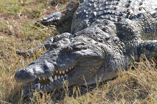 Full Day Chobe Trip with Lunch - Key things that make this Chobe day trip work