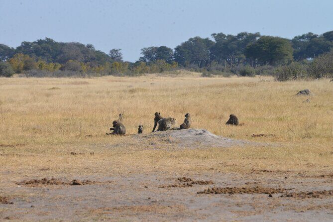 Full Day Chobe Trip with Lunch - How the jeep-and-boat format changes your odds in Chobe