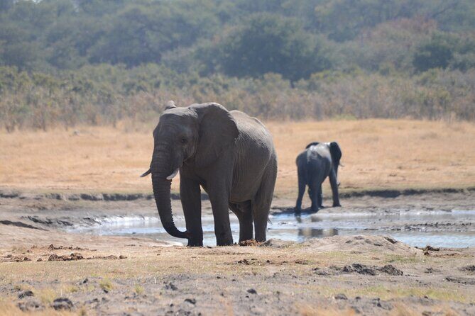 Full Day Chobe Trip with Lunch - Boat cruise: the wildlife-viewing advantage you get on the water