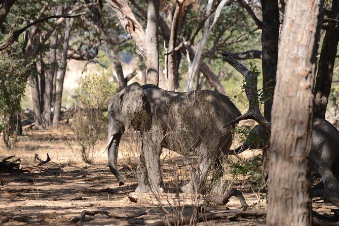 Full Day Chobe Trip with Lunch - Animals to watch for: the full list and how to keep it realistic