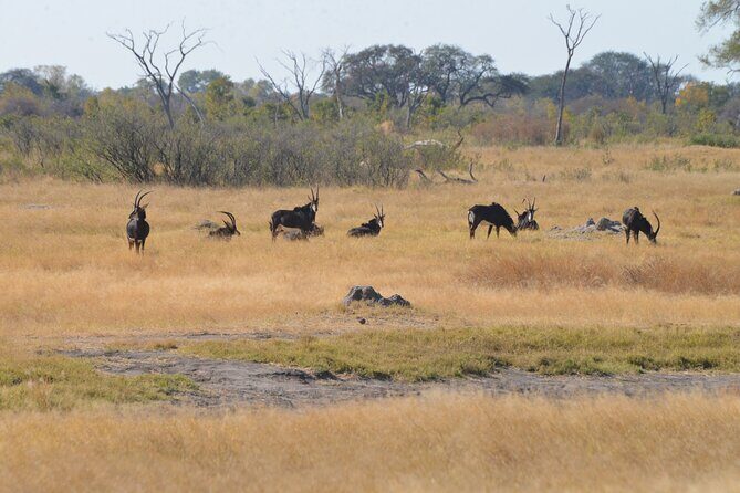 Full Day Chobe Trip with Lunch - Guides and organization: what matters when you’re in a small group