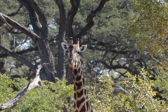 Full Day Chobe Trip with Lunch - Timing and comfort: the “10 hours” reality check