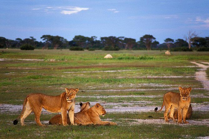 Full Day Hwange Day Trip - Key highlights to know before you go