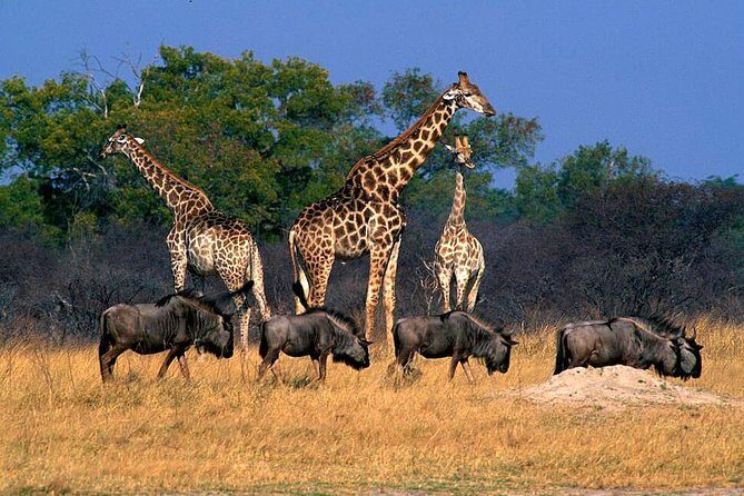 Full Day Hwange Day Trip - Hwange National Park in One Day: how this trip is paced