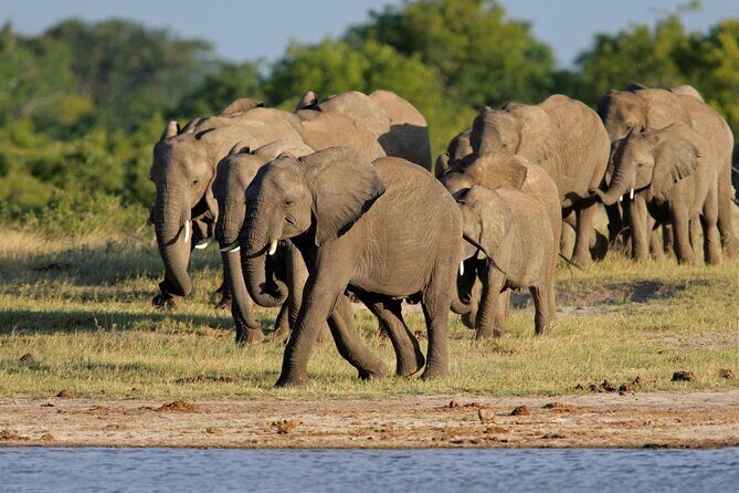 Full Day Hwange Day Trip - Breakfast at Hwange Safari Lodge then the 08:30 morning game drive