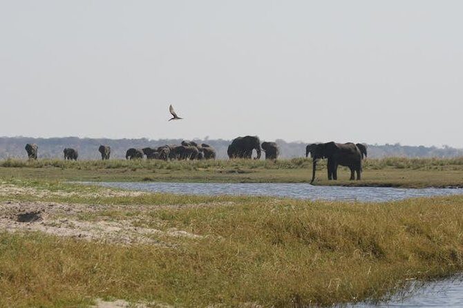 Full Day Hwange Day Trip - Lunch at 13:00: a real break inside the park day