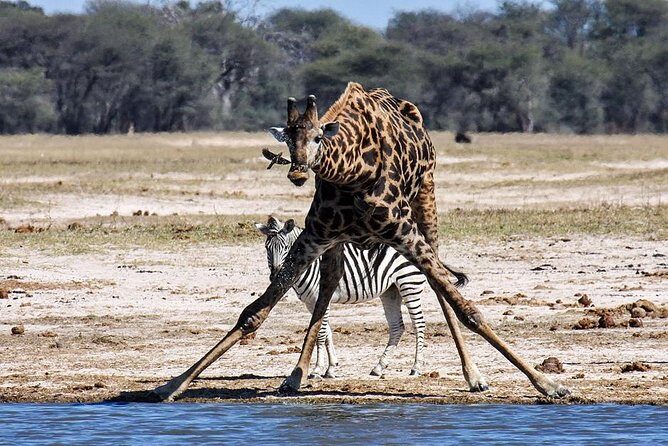 Full Day Hwange Day Trip - Value check: $260 per person and what you truly get