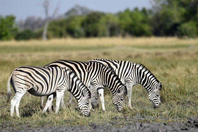 Full-Day Hwange National Park Tour from Victoria Falls - Hwange From Victoria Falls: Why a Guided Day Helps