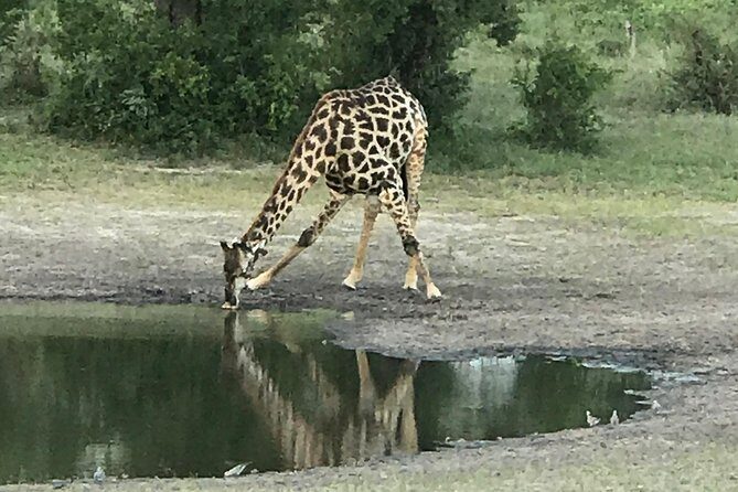 Full-Day Hwange National Park Tour from Victoria Falls - Waterholes, Platforms, and the Full-Day Drive
