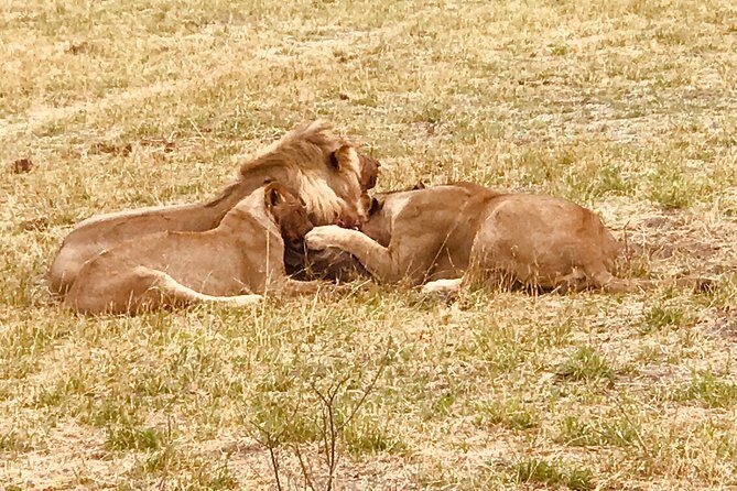 Full-Day Hwange National Park Tour from Victoria Falls - Lunch on a Viewing Platform: Breaks That Don’t Waste Wildlife Time