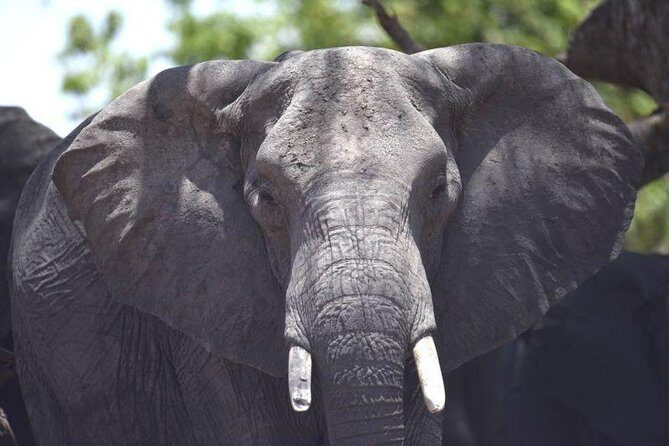 Full-Day Hwange National Park Tour from Victoria Falls - Wildlife You’re Chasing: Elephants, Lions, Hyenas, and More