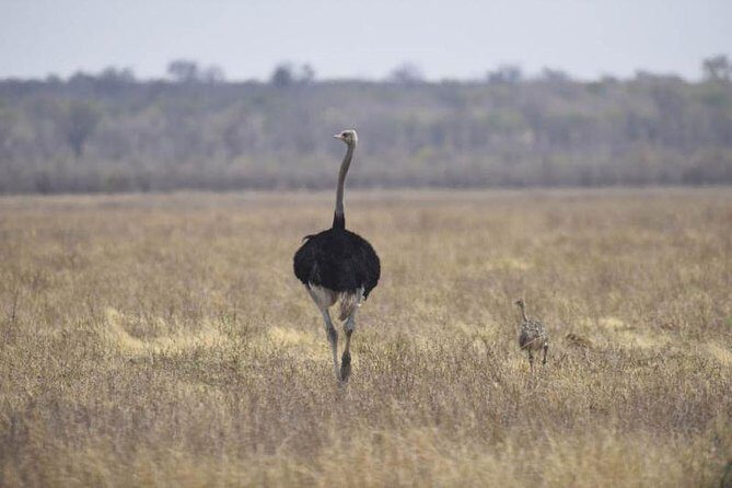 Full-Day Hwange National Park Tour from Victoria Falls - Comfort Matters: Air-Conditioned Minivan and a Max of 15