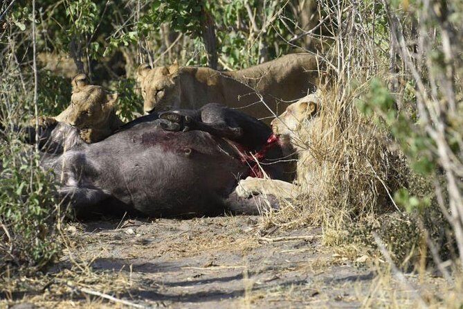 Full-Day Hwange National Park Tour from Victoria Falls - Vegetarian Option and Alcohol: Plan Your Lunch and Extras