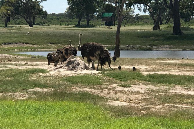 Full-Day Hwange National Park Tour from Victoria Falls - Price and Value for a 12-Hour Hwange Safari