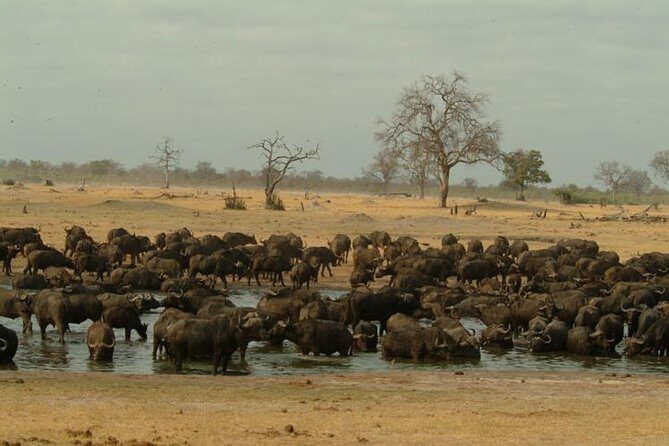 Full-Day Hwange National Park Tour from Victoria Falls - 06:00 Departure to Hwange Main Camp at 08:30