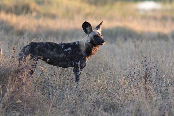 Full-Day Safari Chobe National Park and boat safari - Why this Chobe day trip works so well from Victoria Falls