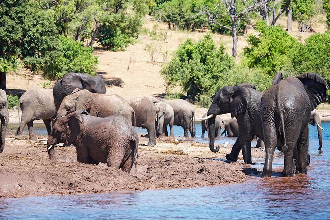 Full Day Zambezi National Park Golden Safari - What you get that other day trips often miss