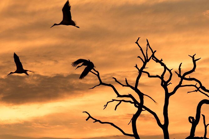Full-Day Zimbabwe Zambezi National Park Safari & Lunch - Key highlights to look for