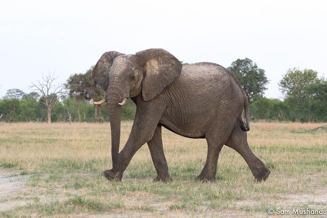 Full-Day Zimbabwe Zambezi National Park Safari & Lunch - Victoria Falls to Zambezi: that early pickup actually matters