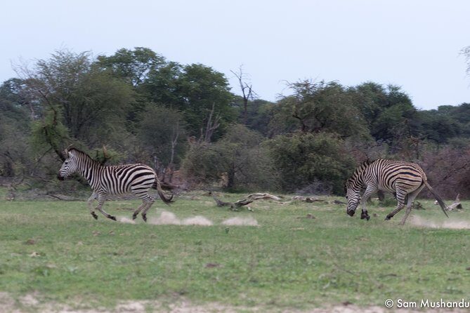 Full-Day Zimbabwe Zambezi National Park Safari & Lunch - A private safari with your guide (and Martin’s hands-on approach)