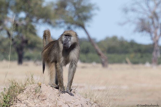 Full-Day Zimbabwe Zambezi National Park Safari & Lunch - Wildlife you might see: focus on the right expectations