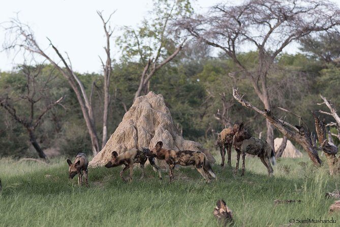 Full-Day Zimbabwe Zambezi National Park Safari & Lunch - Price and value: what the $200 buys you (and what it doesn’t)