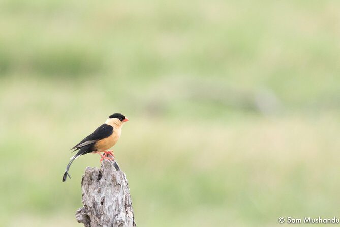 Full-Day Zimbabwe Zambezi National Park Safari & Lunch - River frontage and Chamabondo Vlei: why the route is more than a perk