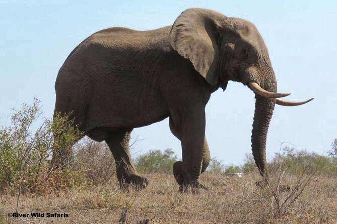 Game Drive (AM / PM) - Zambezi National Park - River Wild Safaris - Half-Day Game Drive From Victoria Falls: The 3-Hour Plan
