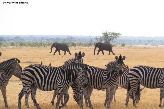 Game Drive (AM / PM) - Zambezi National Park - River Wild Safaris - Open-Air Vehicle + Max 6: Why This Ride Feels Personal