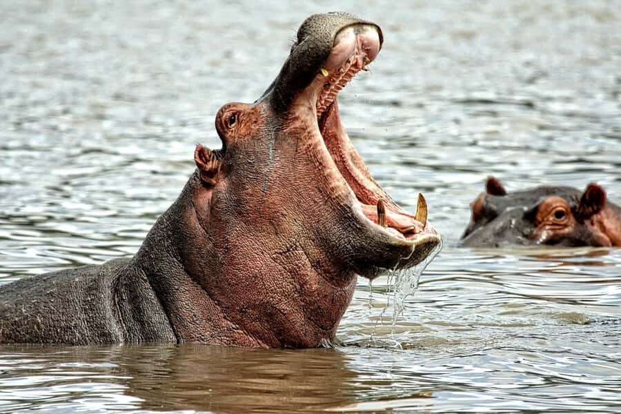 Game drive in Victoria Falls - Key things to know before you go
