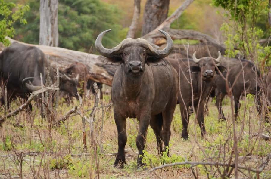 Game drive in Victoria Falls - What to bring so you’re comfortable and ready to shoot