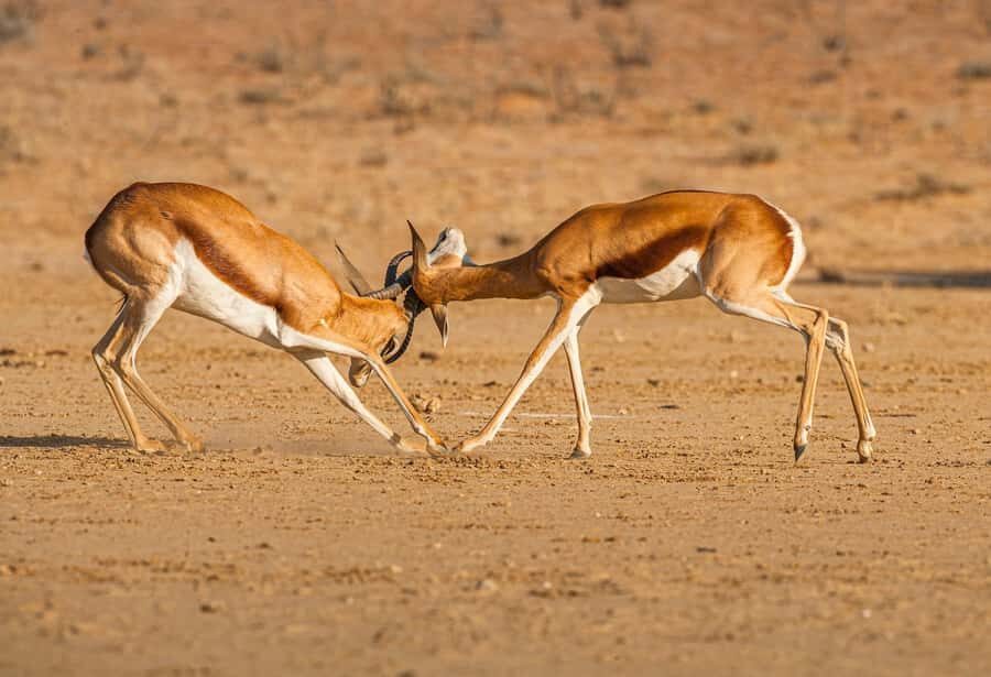 Game drive in Victoria Falls - Zambezi National Park from Victoria Falls: what this safari is really like