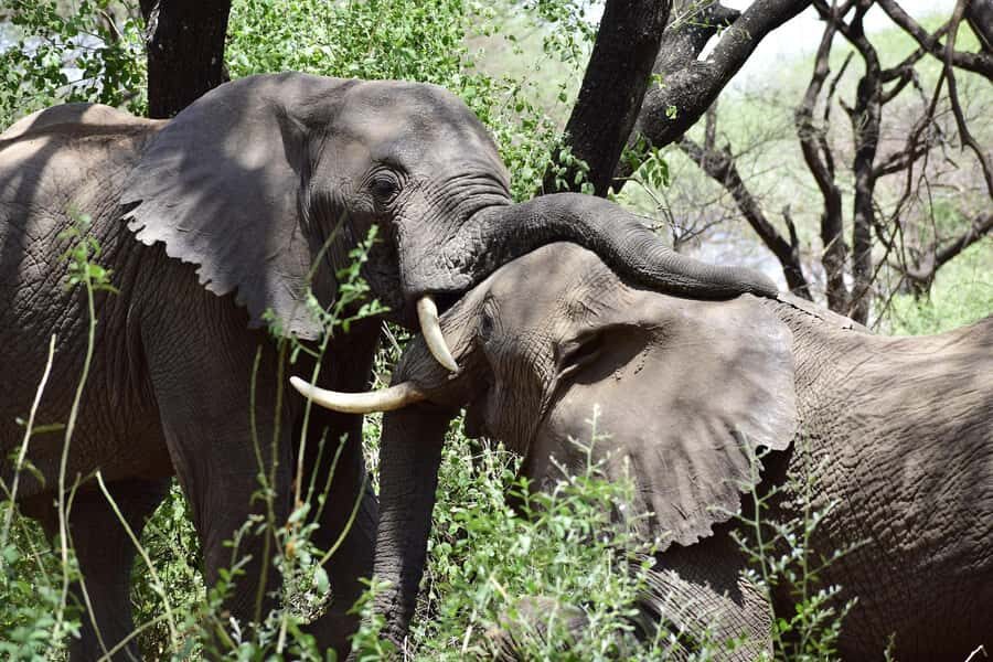 Game drive in Victoria Falls - The wildlife you can realistically expect
